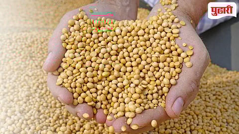 Marathwada Soybean Rates