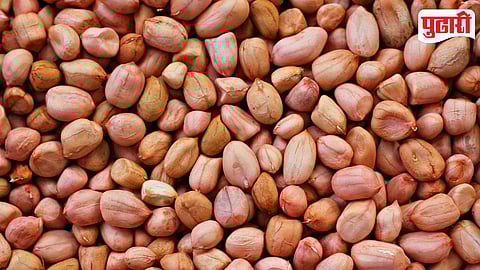 Groundnut