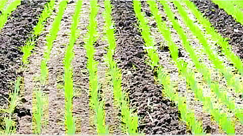 Rabi Crops