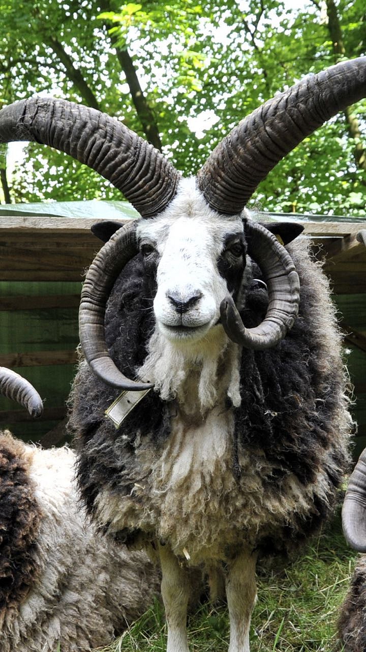 Jacob Sheep : जगातील एकमेव चार शिंगे असलेली मेंढी