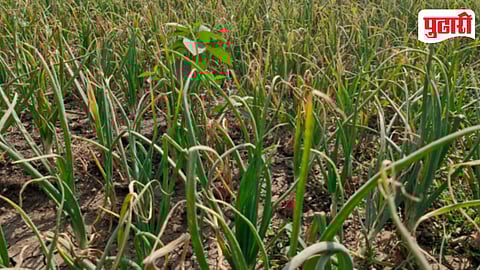 Onion Crop Blight