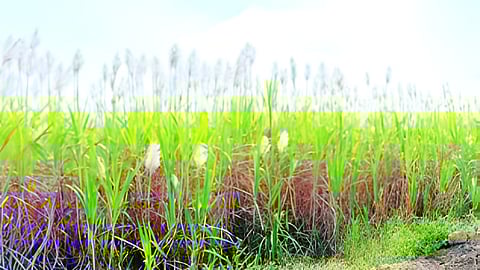 Sugarcane 
