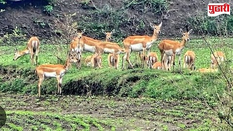 Wasmat Taluka Wild Animals Crop Damage