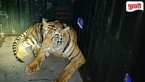 Dharni Tiger Attack | धारणीत वाघाची दहशत: पोटच्या मुलांसमोर वडिलांची शिकार