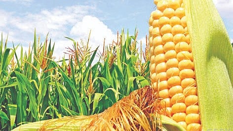 सिन्नर, नाशिक 