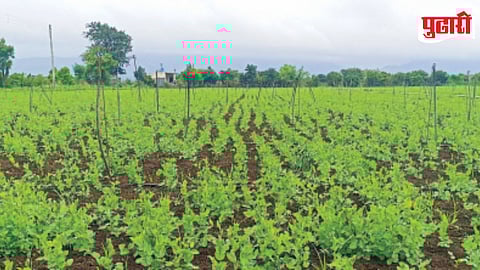 Purandar Peas Crop