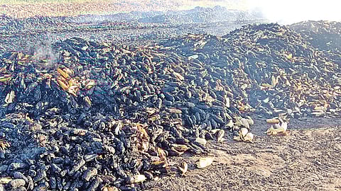 नगरसुल (नाशिक)