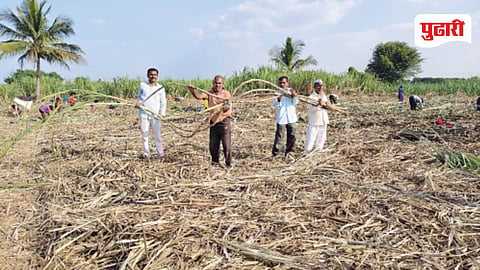 Sugarcane 105 Ton Production
