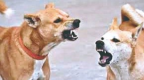 भटक्या कुत्र्यांच्या उपद्रवावर मंत्रालयात खास बैठक घेणार