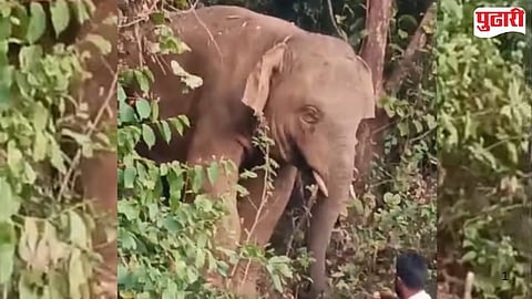 Omkar Elephant Attack Kalne bull killed