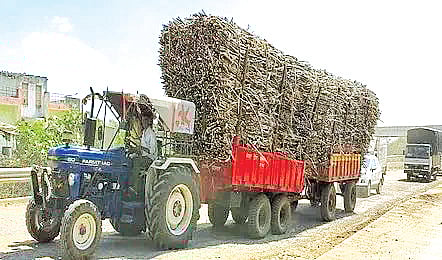 Dangerous sugarcane transport