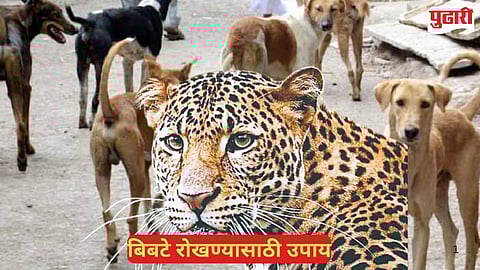 Human Leopard Conflict Solutions