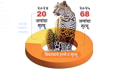 Leopard attack deaths