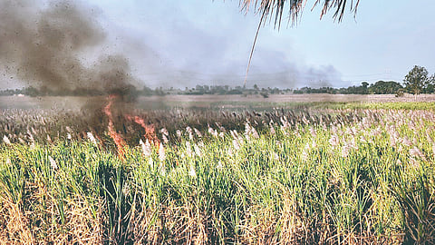 40 acre sugarcane burnt