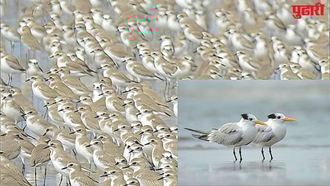 Raigad winter migratory birds