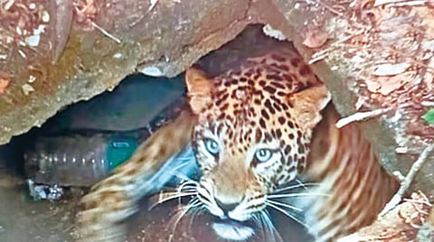 kolhapur-leopard-nagala-tarabai-park-one-month