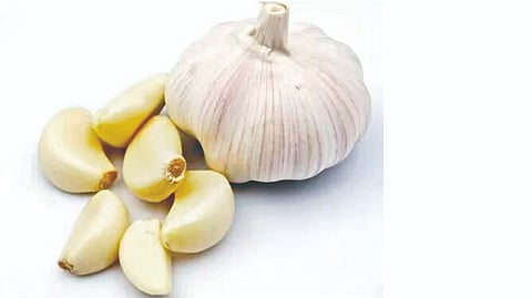 Garlic health benefits