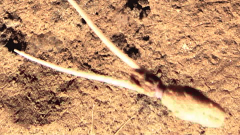 Unknown Squid Species 