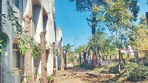Sangli Udyog Bhavan tree cutting