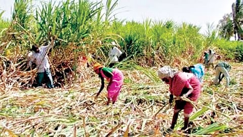 Sugarcane rate issue