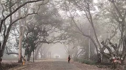 Maharashtra Cold Wave : राज्यात निफाड सर्वाधिक थंड