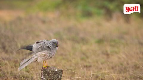 Montagu Harrier