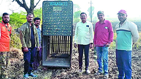 नाशिक जिल्ह्यातील निफाड तालुक्यात बिबट्यांचा वाढता वावर हा सध्या चिंतेचा विषय ठरत आहे.