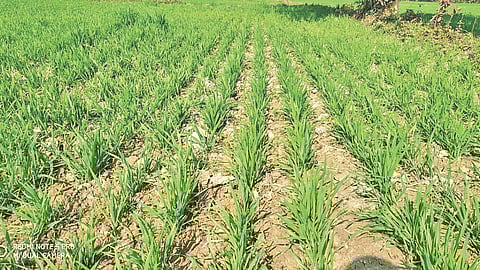 Winter impact on agriculture