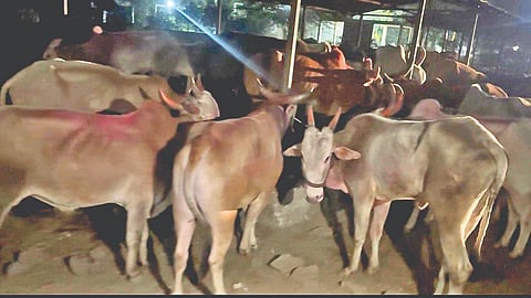 illegal cattle transport