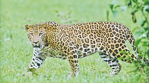 leopard