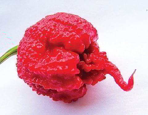 hottest chili pepper