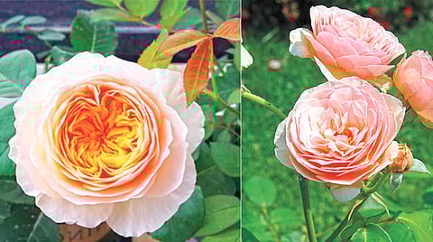 Most Expensive Rose