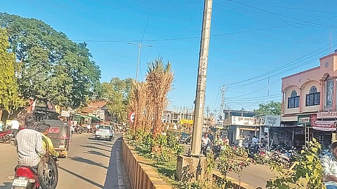 Udgir municipal negligence tree drying