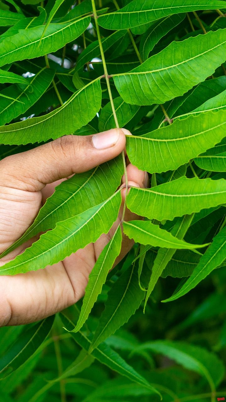 Neem Leaves : थंडीत कडुलिंबाच्या पानांचे आरोग्य आणि सौंदर्यासाठी ८ ...