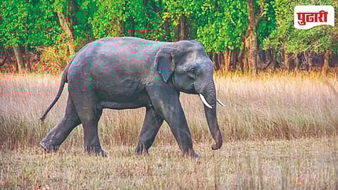 elephant
