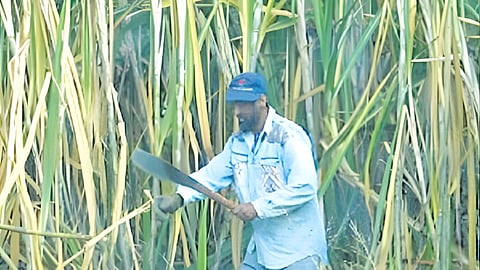sugarcane price delay protest
