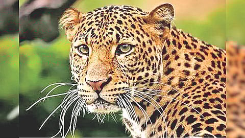 Leopard presence rumours