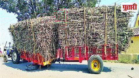 Dangerous Sugarcane Transport