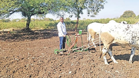 direct sowing of onion seeds