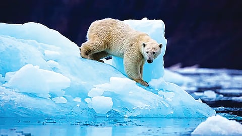 Polar Bear DNA change