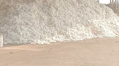 Jafrabad taluka cotton prices