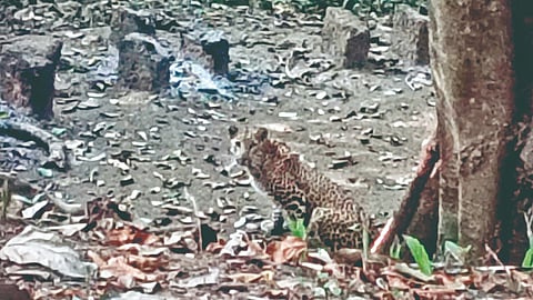 leopard spotted Digus Humarmala