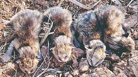 Leopard cubs found |