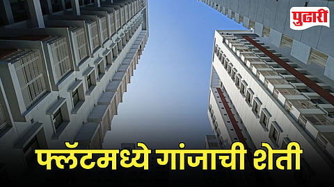 Hydroponic Ganja Case Pune