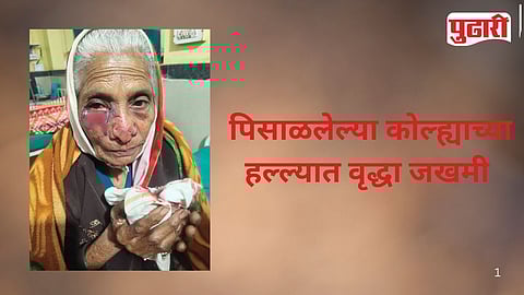 Rabid Fox Attack Elderly Woman Injured