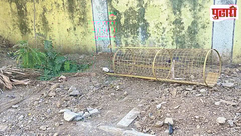 Pimple Nilakh Tree Plantation