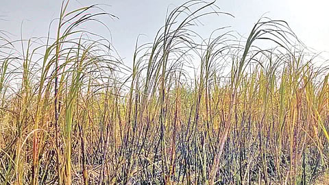 वीज कंपनीच्या गलथान कारभारामुळे मोगऱ्यात पाच एकर ऊस जळाला