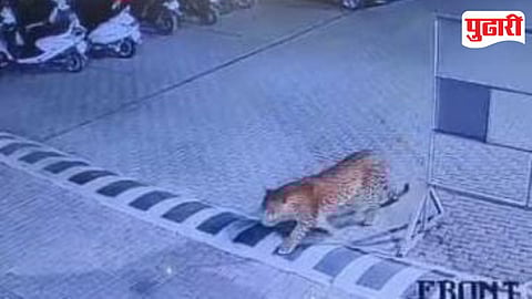 केशवनगर येथील अरकॉन सिल्वर लिप या सोसायटीच्या गेटशेजारील सीसीटीव्हीमध्ये दिसून आलेला बिबट्या.