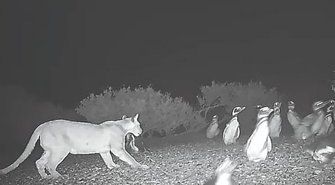 Puma Penguin Hunting