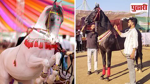 SarangKheda Horse Market